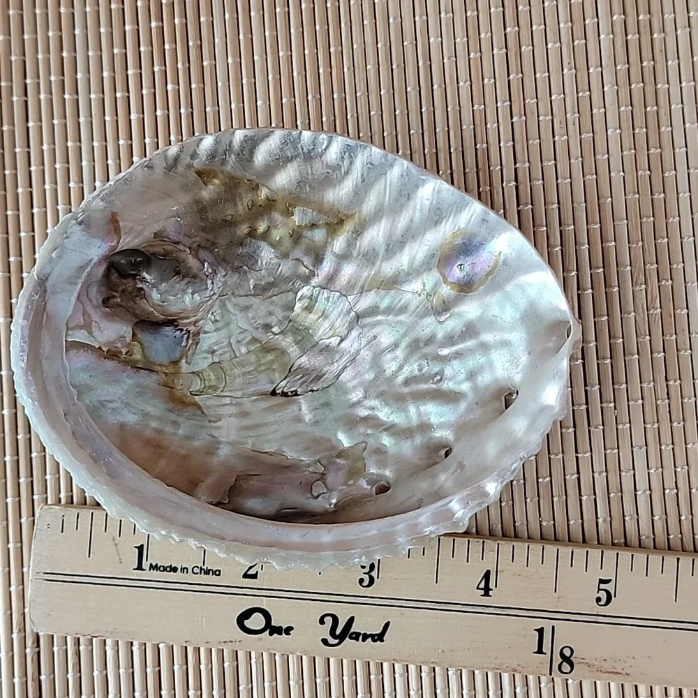 Abalone Shell - Picture 5 of 5